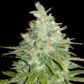 Afghan Kush X Black Domina - WORLD OF SEEDS