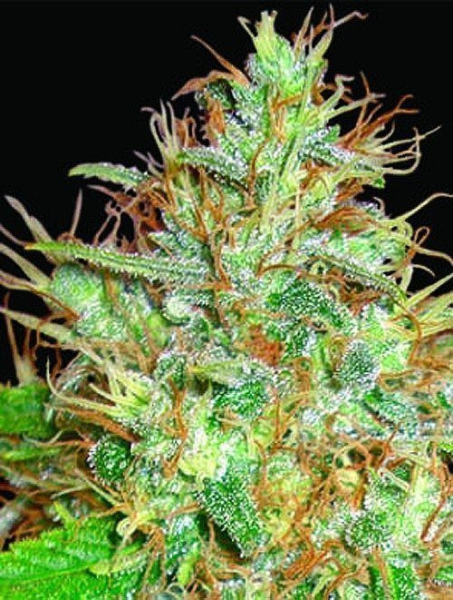 Afghan Kush X Skunk - WORLD OF SEEDS | TanieSianie.pl