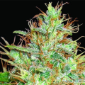 Afghan Kush X Skunk - WORLD OF SEEDS