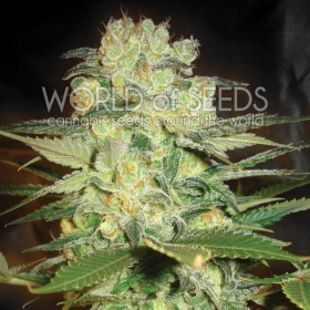 Afghan Kush X White Widow - WORLD OF SEEDS | TanieSianie.pl