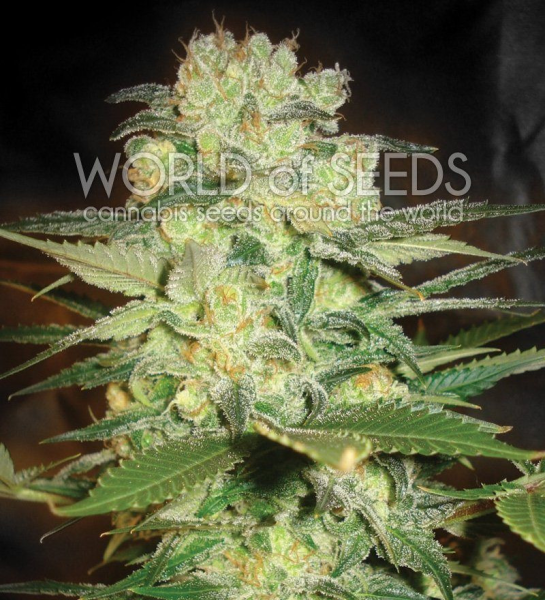 Afghan Kush X White Widow - WORLD OF SEEDS | TanieSianie.pl