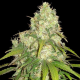 Afghan Kush X Yumbolt - WORLD OF SEEDS | TanieSianie.pl