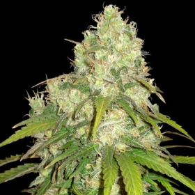 Afghan Kush X Yumbolt - WORLD OF SEEDS | TanieSianie.pl