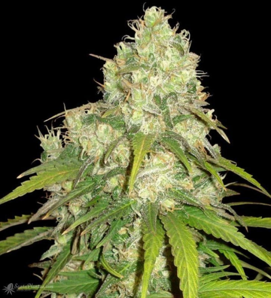 Afghan Kush X Yumbolt - WORLD OF SEEDS | TanieSianie.pl