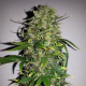 Auto AK - FEMALE SEEDS | TanieSianie.pl