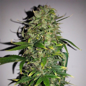 Auto AK - FEMALE SEEDS | TanieSianie.pl