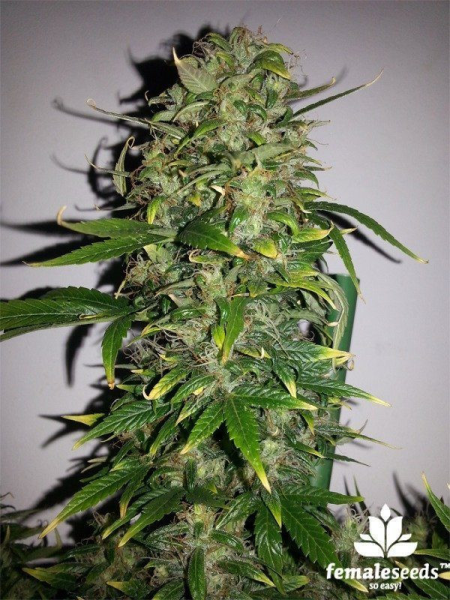 Auto AK - FEMALE SEEDS | TanieSianie.pl