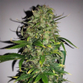 Auto AK - FEMALE SEEDS