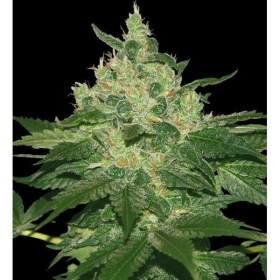 Afghan Kush - WORLD OF SEEDS | TanieSianie.pl