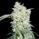 Afghan Kush Special - WORLD OF SEEDS | TanieSianie.pl