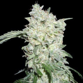 Afghan Kush Special - WORLD OF SEEDS | TanieSianie.pl