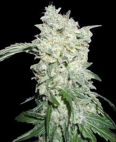 Afghan Kush Special - WORLD OF SEEDS | TanieSianie.pl