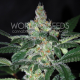 Amnesia - WORLD OF SEEDS | TanieSianie.pl