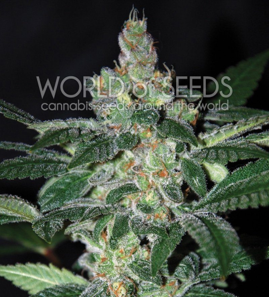 Amnesia - WORLD OF SEEDS | TanieSianie.pl