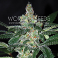 Amnesia - WORLD OF SEEDS