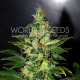 Chronic Haze - WORLD OF SEEDS | TanieSianie.pl