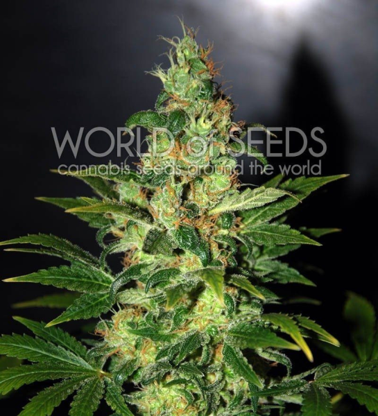 Chronic Haze - WORLD OF SEEDS | TanieSianie.pl