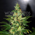 Chronic Haze - WORLD OF SEEDS