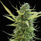 Colombian Gold - WORLD OF SEEDS | TanieSianie.pl
