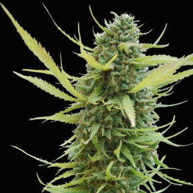 Colombian Gold - WORLD OF SEEDS | TanieSianie.pl