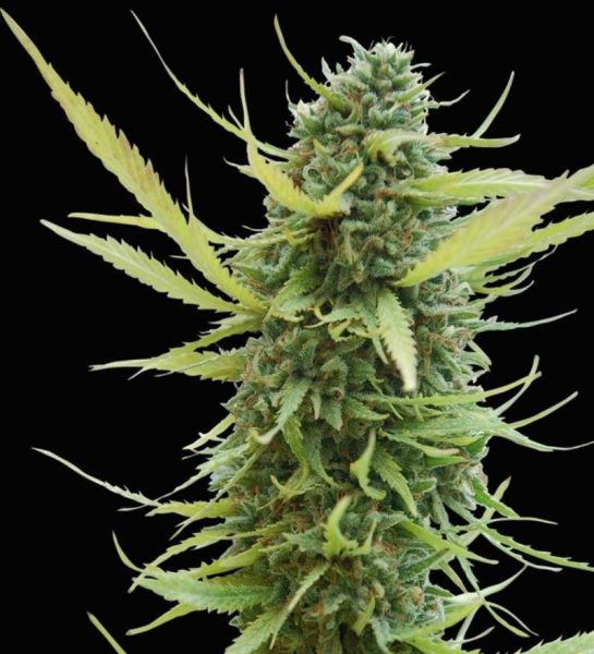 Colombian Gold - WORLD OF SEEDS | TanieSianie.pl