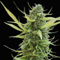 Colombian Gold - WORLD OF SEEDS