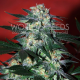 Delirium - WORLD OF SEEDS | TanieSianie.pl