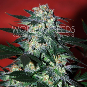 Delirium - WORLD OF SEEDS | TanieSianie.pl