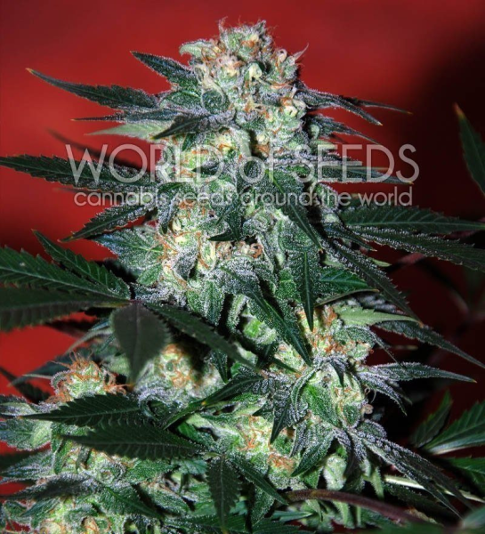 Delirium - WORLD OF SEEDS | TanieSianie.pl