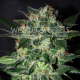 Domina Star - WORLD OF SEEDS | TanieSianie.pl