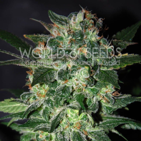Domina Star - WORLD OF SEEDS | TanieSianie.pl