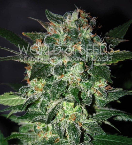 Domina Star - WORLD OF SEEDS | TanieSianie.pl