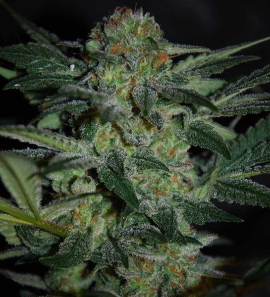High Tension - WORLD OF SEEDS | TanieSianie.pl