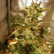 Auto AK - FEMALE SEEDS | TanieSianie.pl