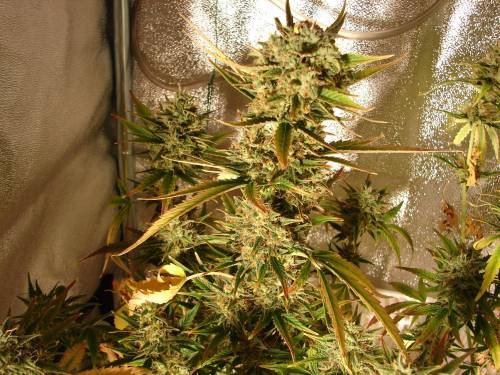 Auto AK - FEMALE SEEDS | TanieSianie.pl