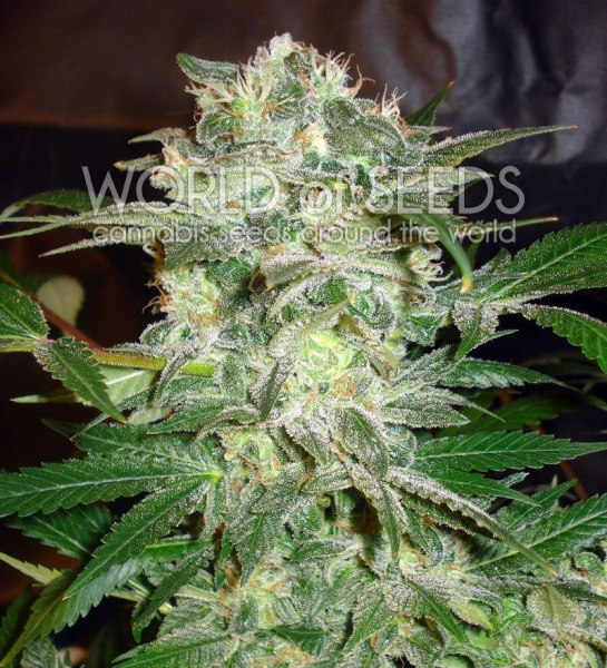 Mazar Kush - WORLD OF SEEDS | TanieSianie.pl