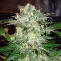 Mazar Kush - WORLD OF SEEDS