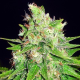 Mazar X Great White Shark - WORLD OF SEEDS | TanieSianie.pl