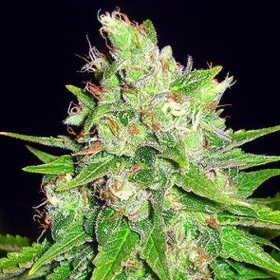 Mazar X Great White Shark - WORLD OF SEEDS | TanieSianie.pl