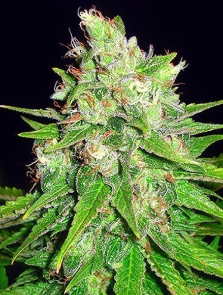 Mazar X Great White Shark - WORLD OF SEEDS | TanieSianie.pl