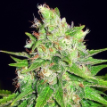 Mazar X Great White Shark - WORLD OF SEEDS
