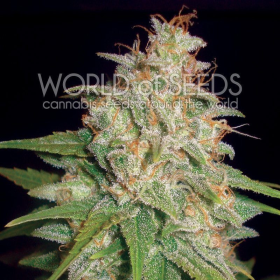 Mazar X White Rhino - WORLD OF SEEDS | TanieSianie.pl