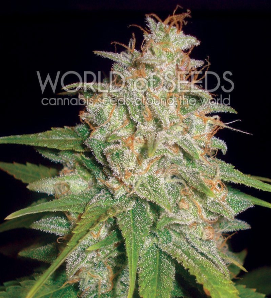 Mazar X White Rhino - WORLD OF SEEDS | TanieSianie.pl