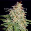 Mazar X White Rhino - WORLD OF SEEDS