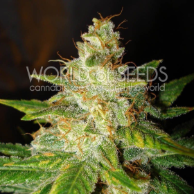 New York Special - WORLD OF SEEDS | TanieSianie.pl