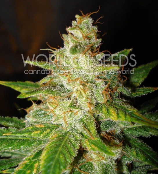 New York Special - WORLD OF SEEDS | TanieSianie.pl