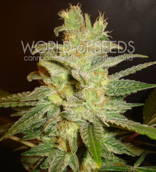 Northern Light X Big Bud - WORLD OF SEEDS | TanieSianie.pl
