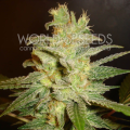 Northern Light X Big Bud - WORLD OF SEEDS