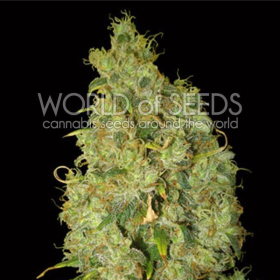 Northern Light X Skunk - WORLD OF SEEDS | TanieSianie.pl