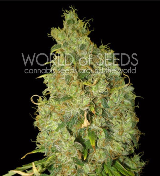 Northern Light X Skunk - WORLD OF SEEDS | TanieSianie.pl